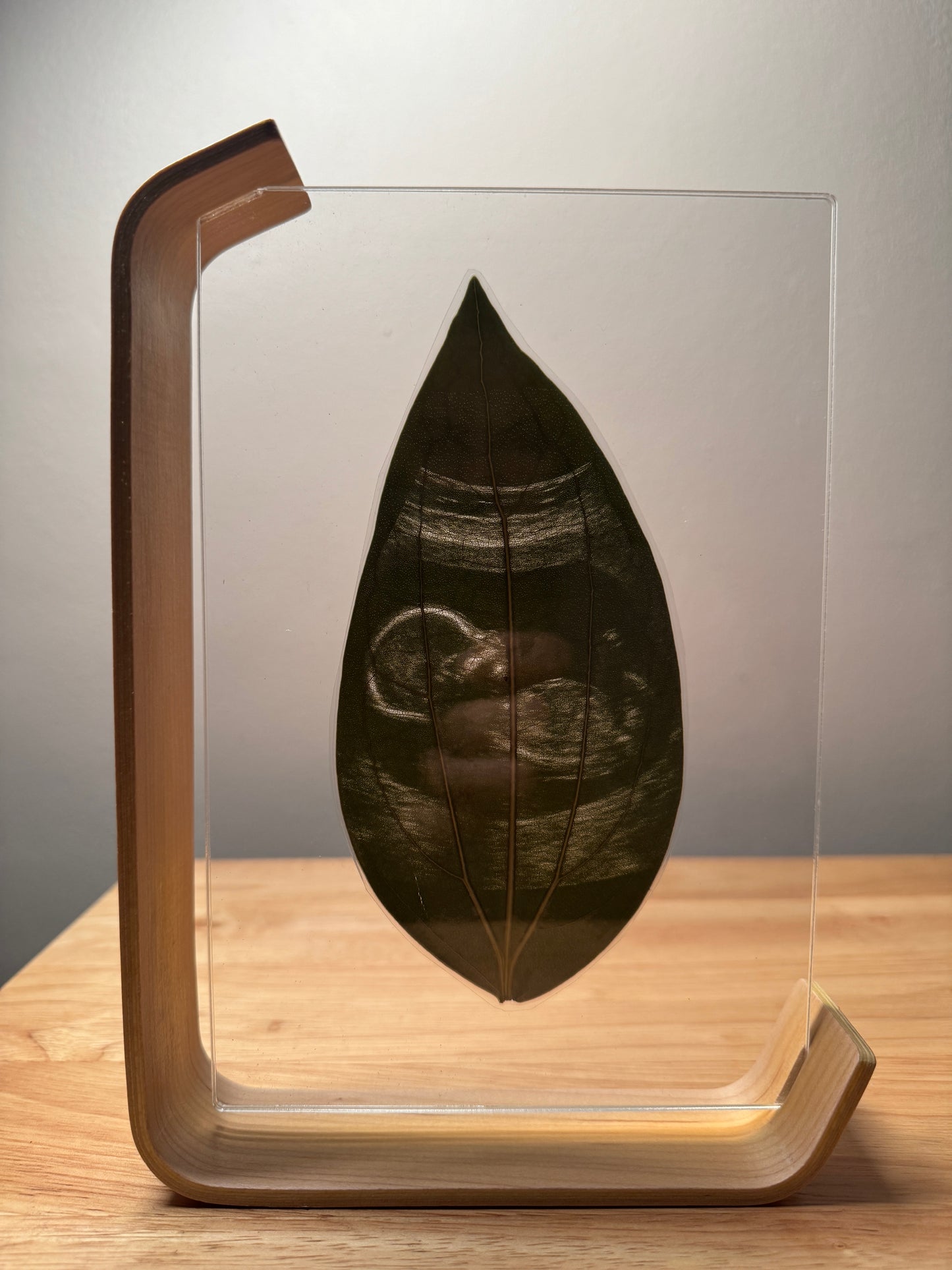 Wooden Framed Laser Engraved Leaf