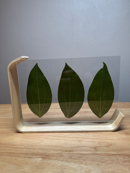 Large Wooden Framed Laser Engraved Leaves (8.5 x 5.5)