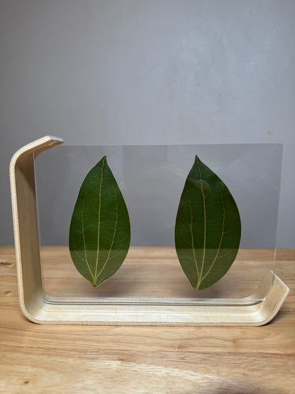 Large Wooden Framed Laser Engraved Leaves (8.5 x 5.5)